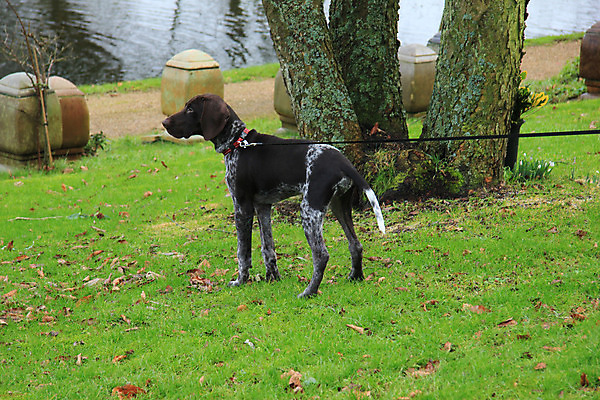 포토 JPG 해외이미지 동물 남자 털 소년 사람없음 반려동물 갈색 흰색 아기 개 강아지 사냥개 광택 송곳니 기르기 유래 충고 해외202004 해외포토 어린이 컬러 포유류 사람 치아 돌봄 파일형식 이미지허브