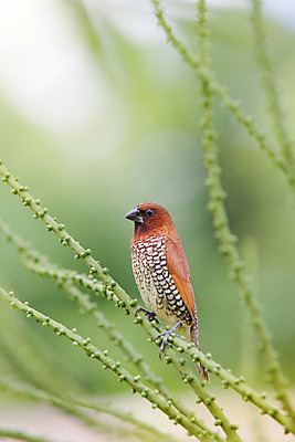 포토 JPG 해외이미지 섬 여행 아프리카 자연 조류 휴가 사람없음 초록색 햇빛 나뭇가지 엽서 인도양 모리셔스 해외202004 해외포토 나무 동물 나라 바다 컬러 태양 편지 생태계 파일형식 이미지허브
