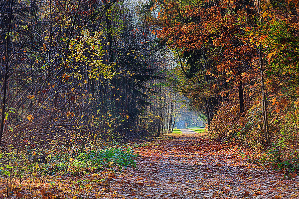 포토 JPG 해외이미지 나무 계절 공원 길 여행 백그라운드 잎 자연 아침 그림자 풍경 사람없음 목재 초록색 여름 빛 햇빛 태양 평화 일출 환경 맑음 일몰 봄 새벽 하이킹 안개 광선 가을 나뭇가지 시골 황무지 숲 장면 공상 내추럴 해외202004 해외포토 주간 자연요소 식물 공공시설 컬러 컨셉 재료 레저 날씨 노을 생태계 파일형식 이미지허브