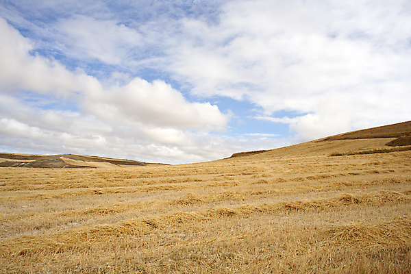 포토 JPG 해외이미지 나무 구름 지구 백그라운드 밭 농업 휴가 옥수수 풍경 사람없음 농작물 흙 수확 벚꽃 시골 스페인 볏짚 만취 질감 철사 밭일 해외202004 해외포토 자연요소 식물 꽃 유럽 산업 곡류 짚 술취함 파일형식 이미지허브