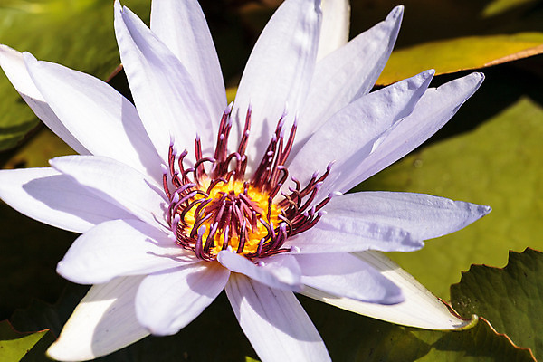 포토 JPG 해외이미지 꽃 자연 사람없음 보라색 연못 나폴리 플로리다 해외202004 해외포토 식물 컬러 미국 이탈리아 생태계 파일형식 이미지허브