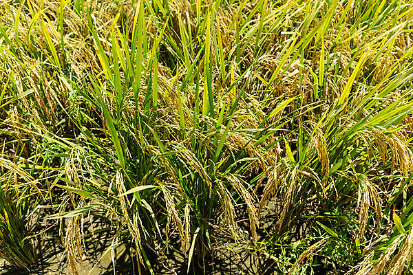 포토 JPG 해외이미지 식물 계절 아시아 음식 줄기 잎 농업 과일 자연 밥 새로움 씨앗 동양인 사람없음 초록색 여름 농작물 농장 농경지 노란색 수확 성장 시골 신선 낟알 유기농 내추럴 논밭 밭일 서쪽 숙성 해외202004 해외포토 웰빙 나라 산업 컬러 컨셉 밭 논 인종 방향 생태계 파일형식 이미지허브