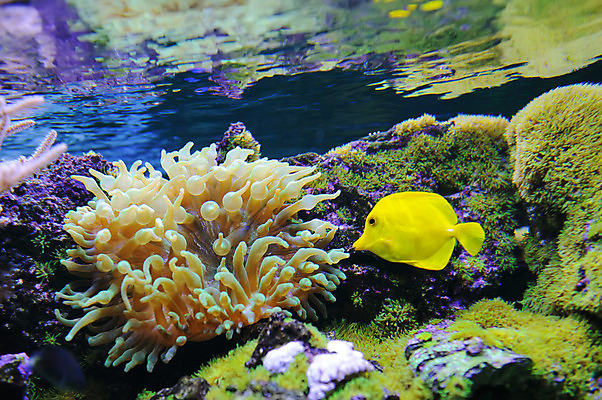 포토 JPG 해외이미지 동물 야생동물 바다 섬 여행 백그라운드 학교 자연 휴가 바닥 이집트 어류 풍경 사람없음 빨간색 물 파란색 컬러풀 노란색 환경 바닷속 수중 수영 스노클링 산호 아래 다이빙 암초 수족관 내추럴 깊이 소금물 이국적 해외202004 해외포토 자연요소 교육 컬러 아프리카 수중동물 수상스포츠 자포동물 방향 생태계 위치 수중스포츠 파일형식 이미지허브