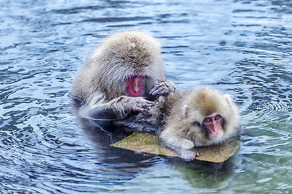 포토 JPG 해외이미지 동물 공원 야생동물 여행 포유류 가족 자연 풍경 사람없음 야외 일본 봄 흰색 원숭이 아기 뜨거움 사파리 내추럴 해외202004 해외포토 계절 공공시설 아시아 컬러 관계 사람 생태계 파일형식 이미지허브