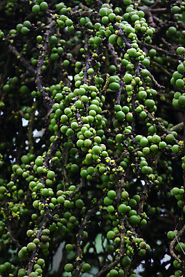 포토 JPG 해외이미지 나무 식물 열매 백그라운드 잎 과일 자연 손바닥 씨앗 사람없음 침묵 못 관목 날것 해외202004 해외포토 손 소리 공구 생태계 파일형식 이미지허브