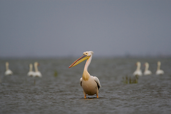포토 JPG 해외이미지 야생동물 오렌지 자연 조류 하늘 사람없음 야외 파란색 노란색 검은색 회색 젖음 흰색 습지 펠리컨 깃털 부리 물새 루마니아 단아함 해외202004 해외포토 동물 유럽 컬러 과일 생태계 파일형식 이미지허브