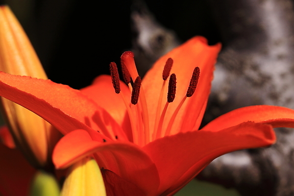 포토 JPG 해외이미지 식물 디자인 꽃잎 꽃 줄기 분홍색 꽃다발 백그라운드 잎 꽃무늬 자연 선물 사람없음 장식 빨간색 초록색 노란색 정원 봄 성장 벚꽃 흰색 축하 신선 개화 우아함 꽃집 순수 묘사 싱글 향기 냄새 꽃가루 고립 해외202004 해외포토 계절 컬러 컨셉 무늬 상점 가루 생태계 파일형식 이미지허브