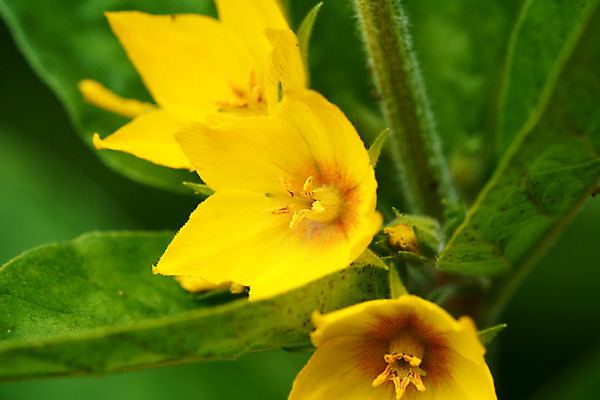 포토 JPG 해외이미지 식물 꽃 자연 사람없음 노란색 묘사 해외202004 해외포토 컬러 생태계 파일형식 이미지허브