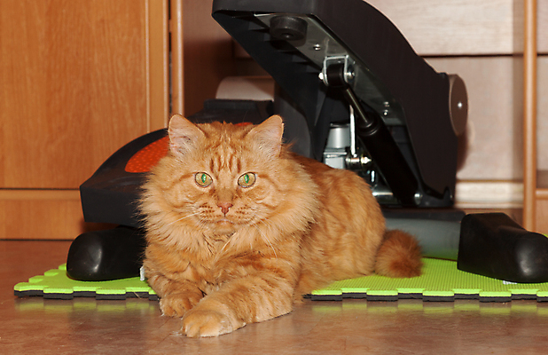 포토 JPG 해외이미지 동물 얼굴 스포츠 오렌지 자연 털 건강 앉기 사람없음 빨간색 반려동물 고양이 매트 모피 귀 부드러움 발톱 해외202004 해외포토 컬러 과일 포유류 모션 발 신체부위 감각 생태계 파일형식 이미지허브