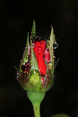 포토 JPG 해외이미지 식물 꽃 줄기 사람없음 빨간색 초록색 물 장미 정원 물방울 닫기 해외202004 해외포토 자연요소 컬러 모션 파일형식 이미지허브