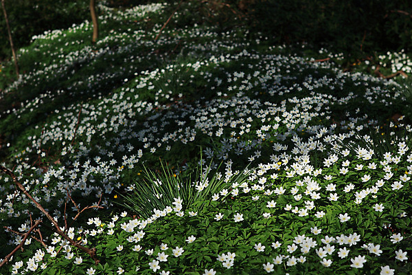 포토 JPG 해외이미지 모양 식물 계절 꽃 백그라운드 잎 자연 사람없음 초록색 봄 벚꽃 흰색 나뭇가지 숲 4월 속도 아네모네 많음 해외202004 해외포토 나무 컬러 컨셉 날짜 생태계 파일형식 이미지허브