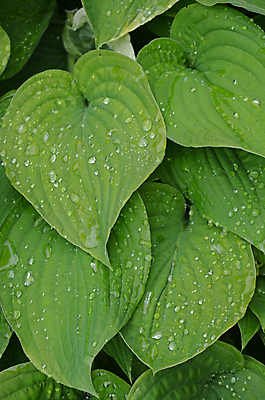 포토 JPG 해외이미지 식물 잎 자연 사람없음 초록색 정원 봄 열대우림 원예 아이비 해외202004 해외포토 계절 컬러 취미 숲 생태계 파일형식 이미지허브