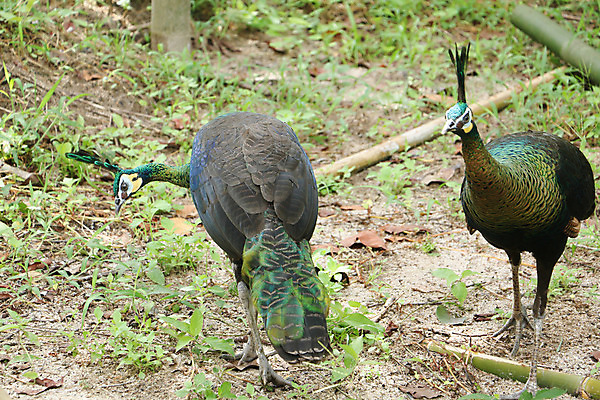 포토 JPG 해외이미지 나무 동물 1 야생동물 백그라운드 잎 오렌지 노래 자연 조류 휴식 종류 앉기 사람없음 야외 빨간색 초록색 여름 파란색 우주 봄 회색 바위 흰색 나뭇가지 공작 묘사 싱글 생물학 서식지 생태학 해외202004 해외포토 식물 계절 교육 음악 컬러 컨셉 과일 모션 돌_바위 생태계 파일형식 이미지허브