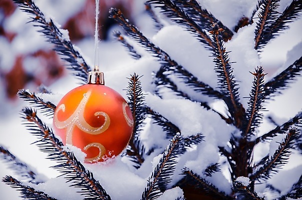 포토 JPG 해외이미지 나무 식물 전통 디자인 계절 백그라운드 크리스마스 겨울 공 자연 휴가 새로움 사람없음 야외 장식 빨간색 초록색 빛 장난감 크리스마스트리 축제 수확 흰색 나뭇가지 축하 소나무 원형 신용카드 눈송이 화려 닫기 12월 연도 심볼 오브젝트 복고 전나무 고립 여의주 해외202004 해외포토 도형 기념일 컬러 컨셉 농업 모션 눈_날씨 금융 날짜 생태계 파일형식 이미지허브