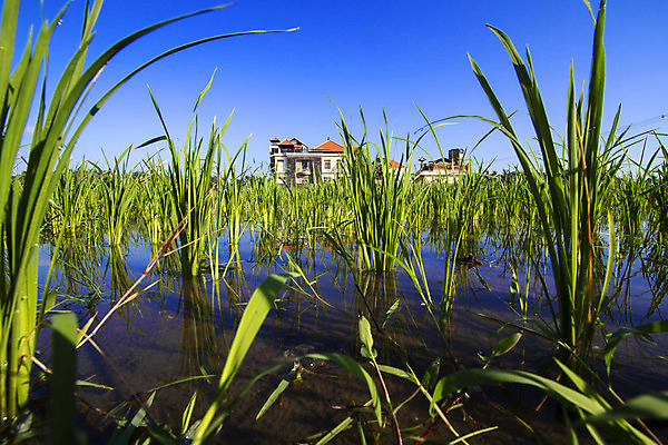포토 JPG 해외이미지 식물 직업 전통 아시아 문화 음식 농업 자연 밥 노동자 사람 동양인 풍경 사람없음 야외 초록색 물 농작물 농장 농경지 중국 수확 성장 시골 업무 뜨거움 농부 낟알 유기농 베트남 발리 인도네시아 장면 밀짚 논밭 밭일 해외202004 해외포토 자연요소 웰빙 나라 산업 컬러 섬 밭 논 인종 동남아시아 작업 짚 생태계 파일형식 이미지허브