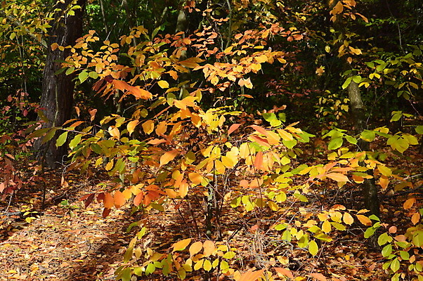 포토 JPG 해외이미지 나무 식물 계절 공원 백그라운드 단풍 잎 자연 아침 풍경 사람없음 야외 빨간색 초록색 빛 컬러풀 노란색 활발 가을 숲 해외202004 해외포토 주간 공공시설 컬러 컨셉 생태계 파일형식 이미지허브