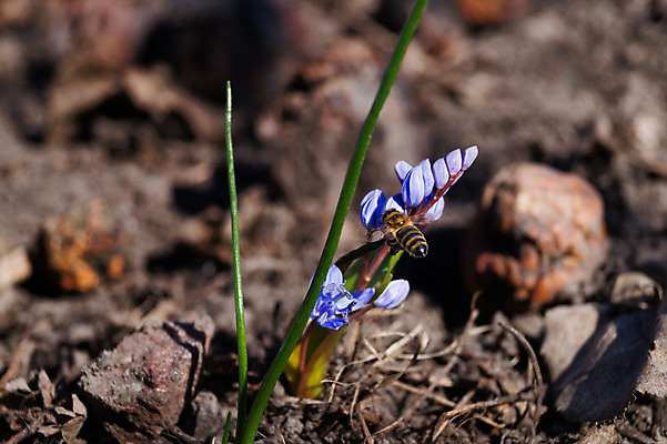 포토 JPG 해외이미지 식물 계절 공원 꽃잎 꽃 꽃다발 백그라운드 잎 꽃무늬 자연 사람없음 야외 초록색 파란색 컬러풀 정원 보라색 봄 벚꽃 종 신선 개화 소프트포커스 숲 원예 내추럴 블루벨 해외202004 해외포토 공공시설 컬러 무늬 촬영기법 취미 생태계 파일형식 이미지허브