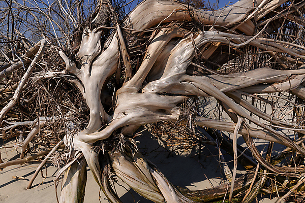 포토 JPG 해외이미지 나무 식물 공원 지구 모래 바다 섬 자연 날씨 휴가 따뜻함 그림자 사람 풍경 사람없음 초록색 물 파란색 글로벌 햇빛 환경 맑음 미국 침묵 나뭇가지 죽음 만 뜨거움 보호 습지 홍수 썰물 부식 사냥 기후변화 혼자 해외202004 해외포토 자연요소 공공시설 컬러 컨셉 북아메리카 태양 소리 변화 자연재해 생태계 파일형식 이미지허브