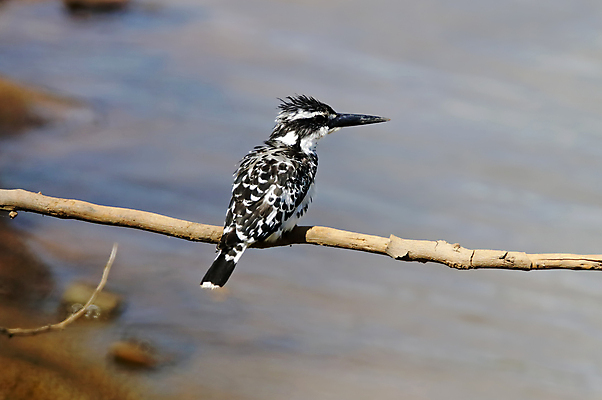 포토 JPG 해외이미지 나무 동물 여자 남자 아시아 얼굴 야생동물 백그라운드 날개 자연 조류 사람없음 야외 목재 가로 초록색 컬러풀 머리 환경 나뭇가지 막대기 닫기 숲 깃털 꼬리 부리 서식지 물총새 생태학 이국적 해외202004 해외포토 식물 교육 나라 컬러 재료 모션 사람 신체부위 생태계 파일형식 이미지허브