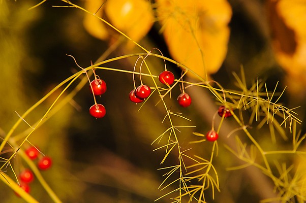 포토 JPG 해외이미지 나무 식물 계절 열매 백그라운드 잎 재료 자연 하늘 건강 사람없음 목재 장식 빨간색 초록색 여름 파란색 검은색 가을 나뭇가지 신선 달콤 숲 다발 먹기 블루베리 날것 내추럴 월귤 해외202004 해외포토 컬러 과일 모션 맛 생태계 파일형식 이미지허브