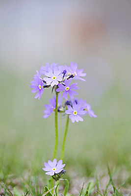 포토 JPG 해외이미지 식물 백인 계절 꽃잎 꽃 유럽 줄기 분홍색 여행 백그라운드 자연 하늘 산 풍경 사람없음 야외 초록색 여름 파란색 머리 환경 정원 보라색 봄 활발 하이킹 들꽃 벚꽃 개화 싱글 알프스 장면 조지아 프리뮬러 해외202004 해외포토 서양인 나라 컬러 컨셉 레저 신체부위 생태계 동유럽 파일형식 이미지허브