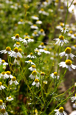 포토 JPG 해외이미지 식물 꽃 꽃무늬 자연 사람없음 노란색 들꽃 벚꽃 흰색 신선 약초 캐모마일 해외202004 해외포토 컬러 무늬 풀_식물 허브 생태계 파일형식 이미지허브