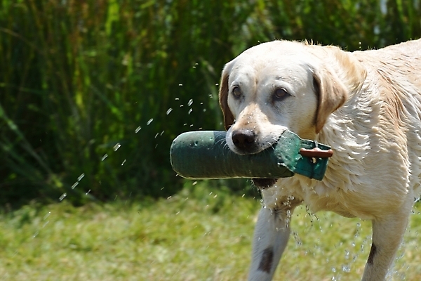 포토 JPG 해외이미지 동물 행복 바다 자연 놀이 사람없음 야외 물 반려동물 노란색 젖음 게임 황금 개 리트리버 래브라도리트리버 송곳니 해외202004 해외포토 자연요소 감정 컬러 포유류 치아 생태계 파일형식 이미지허브