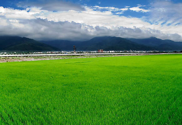 포토 JPG 해외이미지 식물 전통 계절 아시아 문화 지구 선 음식 백그라운드 잎 밭 농업 자연 밥 추상 새로움 동양인 풍경 사람없음 야외 초록색 농작물 농장 농경지 환경 봄 성장 시골 신선 땅 시리얼 장면 동쪽 내추럴 모종 밭일 해외202004 해외포토 나라 산업 컬러 컨셉 무늬 인종 방향 생태계 파일형식 이미지허브