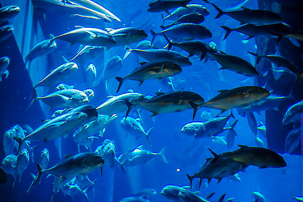 포토 JPG 해외이미지 야생동물 바다 학교 자연 선반 어류 풍경 사람없음 빨간색 물 정원 바닷속 수중 산호 큼 쇼핑몰 아래 다이빙 하와이 암초 수족관 폴리네시아 제비 석호 몰디브 스펀지 깊이 두바이 식민지 아랍어 이국적 생존 많음 해외202004 해외포토 자연요소 동물 교육 아시아 컬러 가구 컨셉 조류 수영 미국 수중동물 오세아니아 자포동물 크기 방향 생태계 위치 아랍에미리트 수중스포츠 파일형식 이미지허브