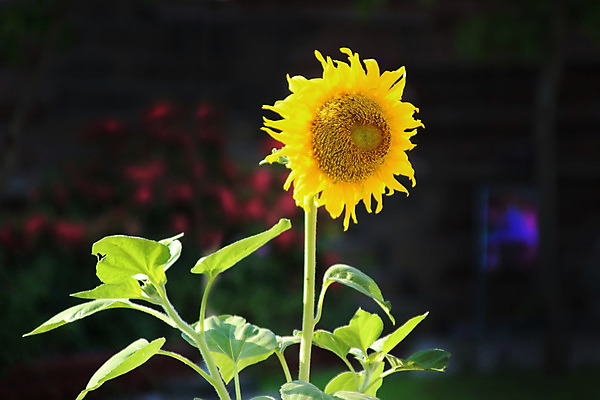 포토 JPG 해외이미지 1 꽃잎 행복 백그라운드 오렌지 비즈니스 해바라기 새로움 씨앗 서기 사람없음 야외 가로 빛 햇빛 태양 축제 어둠 놀람 새벽 수확 성장 큼 대표 싱글 리더 원예 꽃가루 개성 감탄 고립 땅바닥 밭일 블러 특별함 혼자 해외202004 해외포토 자연요소 식물 꽃 감정 컨셉 농업 과일 모션 바닥 표정 취미 크기 가루 파일형식 이미지허브