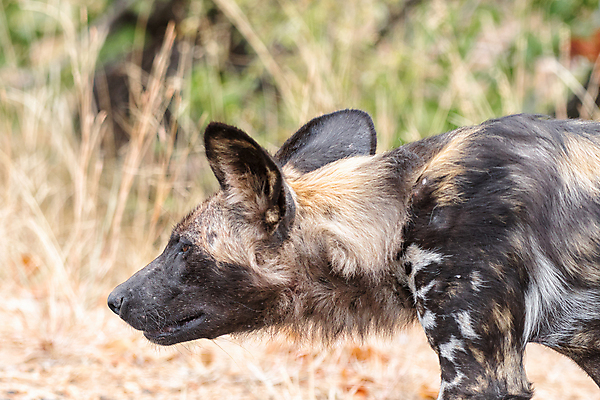 포토 JPG 해외이미지 동물 야생동물 줄기 포유류 아프리카 자연 성인 사람없음 머리 가을 입 황무지 그늘 코 귀 육식동물 턱 남아프리카 해외202004 해외포토 식물 계절 나라 사람 신체부위 생태계 파일형식 이미지허브