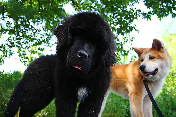 포토 JPG 해외이미지 동물 얼굴 신체 사람없음 반려동물 일본 힘 용기 자신감 개 강아지 위험 큼 근육질 고체 기르기 지능 힘찬 해외202004 해외포토 그릇 감정 아시아 컨셉 포유류 근육 신체부위 크기 몸매 돌봄 파일형식 이미지허브