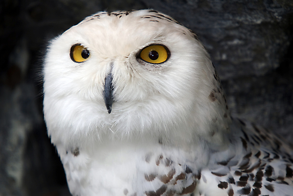 포토 JPG 해외이미지 동물 야생동물 자연 조류 사람없음 흰색 먹이 육식동물 부엉이 눈내림 해외202004 해외포토 컬러 눈_날씨 생태계 파일형식 이미지허브