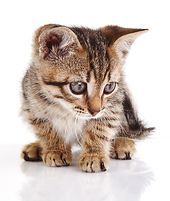 포토 JPG 해외이미지 동물 1 백그라운드 장난 자연 수염 털 앉기 사람없음 반려동물 귀여움 고양이 우정 회색 흰색 아기 작음 호기심 꼬리 얼룩무늬 솜털 고립 특별함 해외202004 해외포토 감정 컬러 컨셉 무늬 포유류 모션 사람 친구 크기 생태계 파일형식 이미지허브