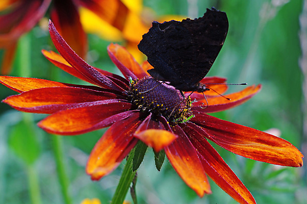 포토 JPG 해외이미지 식물 동물 계절 꽃잎 꽃 야생동물 나비 곤충 백그라운드 날개 오렌지 자연 안테나 사람없음 야외 빨간색 초록색 여름 컬러풀 갈색 노란색 환경 정원 맑음 검은색 흐름 벚꽃 시골 벌레 떨어짐 공작 작음 꽃가루 꿀 내추럴 강렬 해외202004 해외포토 컬러 컨셉 과일 통신 조류 날씨 크기 가루 생태계 파일형식 이미지허브