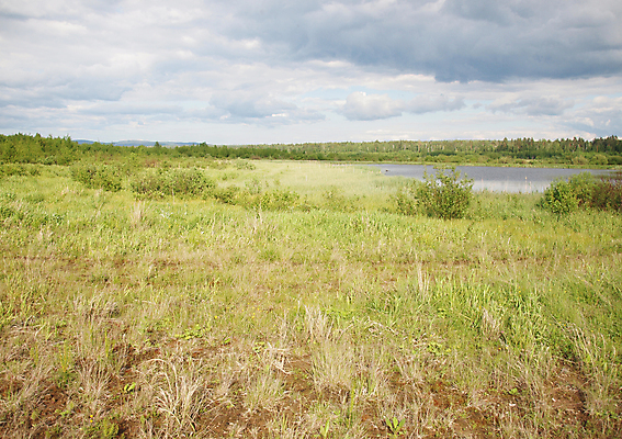 포토 JPG 해외이미지 나무 식물 구름 계절 꽃 밭 자연 하늘 털 풍경 사람없음 목재 초록색 여름 파란색 강 흰색 숲 버드나무 러시아 자작나무 해외202004 해외포토 자연요소 유럽 컬러 농업 재료 생태계 파일형식 이미지허브