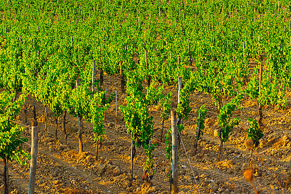 포토 JPG 해외이미지 나무 식물 유럽 선 여행 패턴 밭 농업 과일 자연 포도 아침 풍경 사람없음 초록색 햇빛 농장 와인 정원 계곡 이탈리아 수확 성장 가을 시골 저녁 그늘 땅 지중해 만취 언덕 포도밭 먼지 포도나무 땅바닥 줄서기 토스카나 해외202004 해외포토 주간 계절 나라 산업 바다 컬러 무늬 모션 바닥 주류 태양 야간 과일나무 생태계 술취함 파일형식 이미지허브