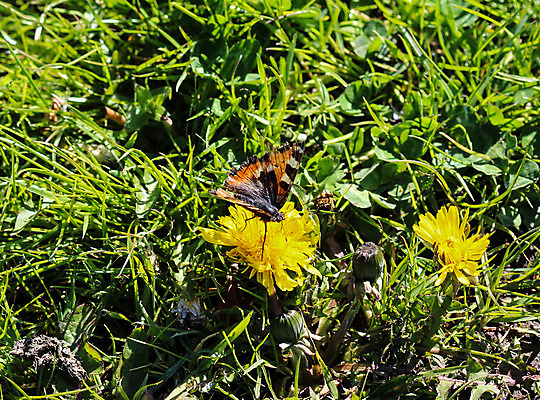 포토 JPG 해외이미지 동물 꽃 유럽 야생동물 나비 곤충 백그라운드 날개 오렌지 일러스트 자연 안테나 종류 사람없음 빨간색 여름 컬러풀 갈색 노란색 환경 정원 화목 봄 펼침 흰색 벌레 공작 수집 나방 강렬 고립 동물상 해외202004 해외포토 식물 계절 나라 컬러 컨셉 과일 통신 모션 조류 조형물 생태계 파일형식 이미지허브