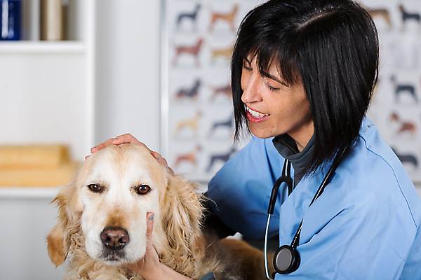 포토 JPG 해외이미지 동물 백인 직업 학생 여자 백그라운드 유니폼 청진기 노동자 실내 병원 한명 사람 성인 반려동물 약 듣기 고통 간호사 의사 잡기 입 황금 개 골든리트리버 리트리버 치아 무서움 문서 사냥개 수의사 송곳니 돌봄 해외202004 해외포토 서양인 1 옷 감정 포유류 의학 의료기기 모션 내부 신체부위 의료진 소화기관 파일형식 이미지허브