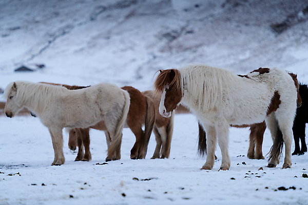 포토 JPG 해외이미지 동물 유럽 야생동물 여행 겨울 포유류 자연 하늘 파노라마 아이슬란드 종류 풍경 사람없음 야외 환경 추위 생태계 빙하 내추럴 해외202004 해외포토 계절 나라 촬영기법 파일형식 이미지허브