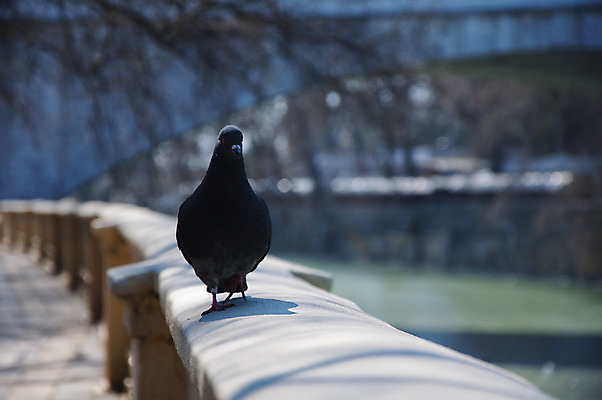 포토 JPG 해외이미지 동물 1 응시 공원 야생동물 백그라운드 날개 자연 조류 하늘 거리 서기 앉기 사람없음 야외 파란색 컬러풀 평화 검은색 봄 회색 도시 닫기 작음 심볼 깃털 호기심 싱글 유기농 비둘기 부리 내추럴 고립 동물상 무료 해외202004 해외포토 웰빙 시선 계절 공공시설 감정 컬러 컨셉 모션 조형물 크기 생태계 파일형식 이미지허브