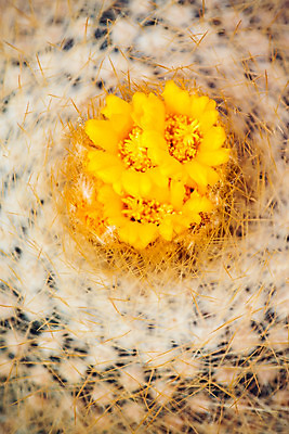 포토 JPG 해외이미지 식물 디자인 꽃 모래 백그라운드 꽃무늬 공 자연 선인장 실내 사람없음 장식 초록색 정원 봄 사막 성장 벚꽃 흰색 원형 가시 닫기 정상 작음 오브젝트 날카로움 스파이크 리빙 내추럴 세련 해외202004 해외포토 도형 계절 컬러 무늬 모션 내부 크기 생태계 파일형식 이미지허브