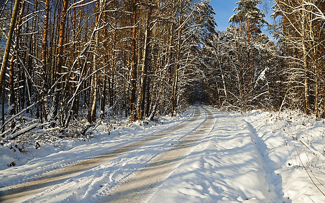 포토 JPG 해외이미지 나무 계절 도로 길 여행 백그라운드 컨셉 겨울 곡선 교통시설 자동차 자연 날씨 거리 숙이기 풍경 사람없음 야외 빛 햇빛 얼음 줄무늬 회색 운전 추위 흰색 시골 시간 숲 위험 시원함 장면 통과 벌거벗은 선로 눈내림 해외202004 해외포토 자연요소 식물 선 육상교통 컬러 포즈 교통 무늬 모션 눈_날씨 태양 시설 생태계 파일형식 이미지허브
