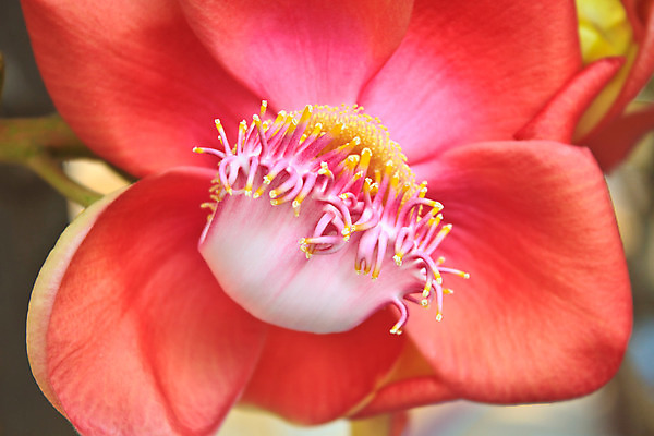 포토 JPG 해외이미지 나무 식물 꽃잎 꽃 행복 꽃무늬 오렌지 자연 씨앗 사람없음 빨간색 컬러풀 노란색 정원 벚꽃 원형 개화 닫기 유기농 원예 꽃가루 대포 내추럴 꽃수술 넘어짐 해외202004 해외포토 도형 웰빙 감정 무기 컬러 무늬 과일 모션 취미 가루 생태계 파일형식 이미지허브