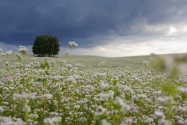 포토 JPG 해외이미지 나무 식물 구름 꽃 밭 농업 자연 하늘 풍경 사람없음 파란색 농작물 침묵 시골 메밀 흐림 수평선 해외202004 해외포토 자연요소 산업 컬러 식재료 날씨 소리 생태계 파일형식 이미지허브