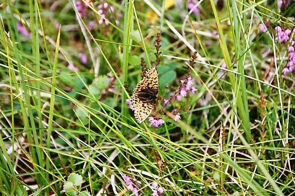 포토 JPG 해외이미지 동물 계절 꽃 나비 곤충 잎 날개 오렌지 자연 사람없음 초록색 여름 컬러풀 환경 정원 검은색 봄 클로버 볏짚 클럽 생태학 해외202004 해외포토 식물 교육 컬러 과일 짚 생태계 파일형식 이미지허브
