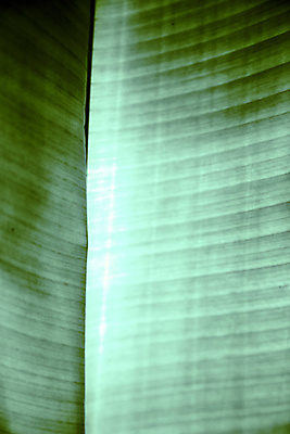 포토 JPG 해외이미지 식물 꽃 아시아 선 줄기 여행 백그라운드 잎 패턴 태국 자연 추상 그림자 사람없음 초록색 여름 빛 햇빛 노란색 정원 검은색 봄 바위 흰색 만 점 얼룩 구멍 닫기 질감 정맥 8월 미얀마 블러 해외202004 해외포토 계절 나라 컬러 무늬 모션 태양 돌_바위 날짜 생태계 혈관 파일형식 이미지허브