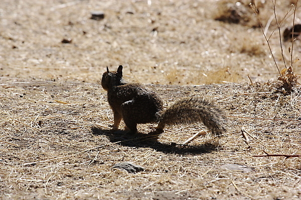포토 JPG 해외이미지 나무 동물 응시 공원 포유류 자연 휴식 털 사람없음 야외 시골 설치류 숲 작음 다람쥐 특별함 해외202004 해외포토 식물 시선 공공시설 컨셉 크기 생태계 파일형식 이미지허브