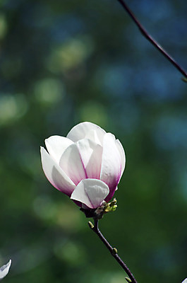 포토 JPG 해외이미지 나무 식물 계절 공원 꽃잎 꽃 길 선 분홍색 백그라운드 자연 하늘 부활절 사람없음 야외 파란색 머리 정원 보라색 봄 벚꽃 흰색 나뭇가지 신선 개화 백합 4월 순수 오브젝트 원예 꽃가루 목련 내추럴 취급주의 해외202004 해외포토 공공시설 기념일 컬러 컨셉 경고 취미 신체부위 날짜 가루 생태계 파일형식 이미지허브