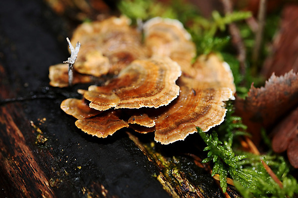 포토 JPG 해외이미지 나무 식물 계절 아시아 야생동물 꽃무늬 자연 종류 이끼 동양인 사람없음 야외 목재 장식 여름 갈색 버섯 젖음 촉촉함 성장 신선 황무지 숲 나무껍질 말레이시아 내추럴 곰팡이 삼림지대 생태학 썩음 아열대 해외202004 해외포토 동물 교육 꽃 나라 컬러 무늬 재료 인종 껍질 생태계 파일형식 이미지허브